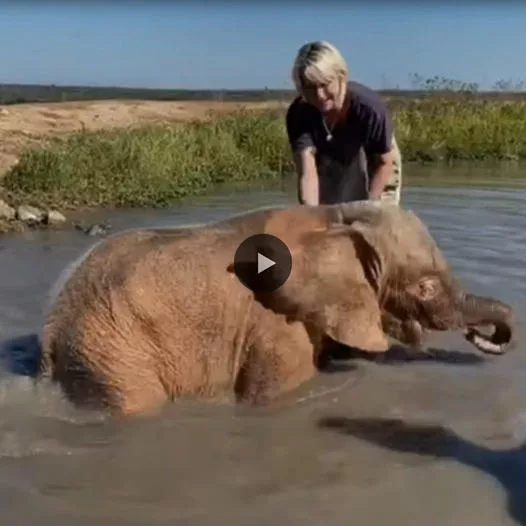 Adorable Baby Elephant Khanyisa’s Playful Day at the Spa